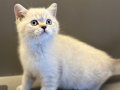 HAYATINIZA ‘PREMİUM’ BİR DOST KATIN PET STUDIO AYRICALIĞIYLA
