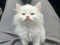 British Odd Eyes Longhair Yavrular