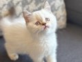 AYI SURAT BRİTİSH SHORTHAİR BEBEKLER