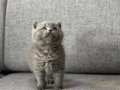 TOP LAFA AYI SURAT BRTİSH YAVRULAR
