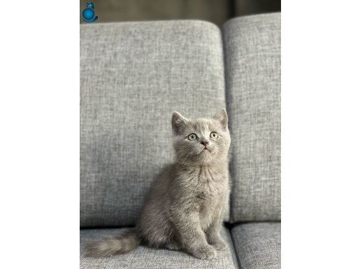 British Gri Yavrular