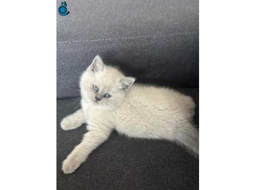 Safir Bakışlı Secereli British Shorthair Yavrusu