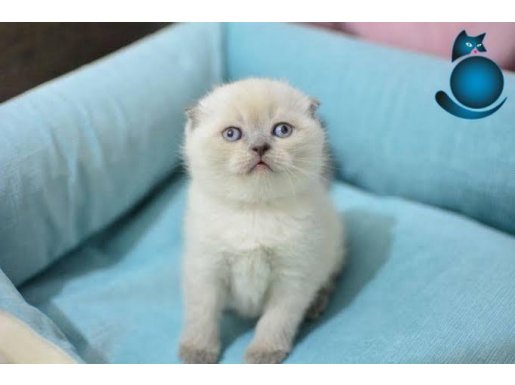 Scottish Bluepoint Yavrular