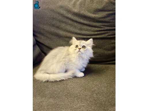 Longhair Brbekler