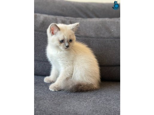 Bluepoint Yavrularımız Yeni Yuvalarını Arıyorlar 