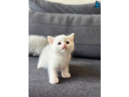 Kartopu British Yavrular