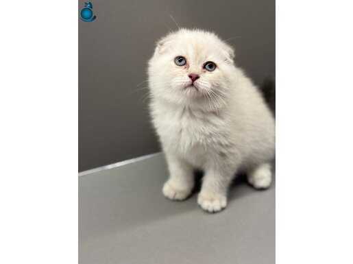 Scottish Fold Bebeklerimiz