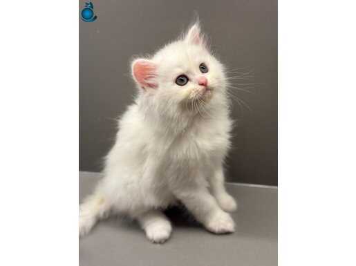 Long Bebeklerimiz Yeni Yuvalarını Arıyorlar