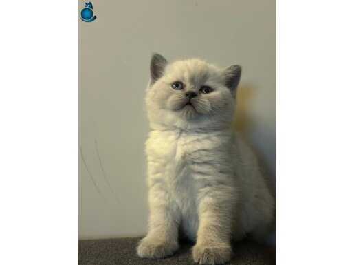 Tombiş Yanaklı British Shorthair Prensesi Yeni Yuvasını Bekliyor