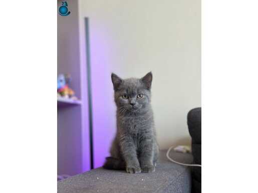 Yavrularımız Yeni Yuvasını Arıyor 