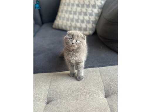 Gri scottish yavrular