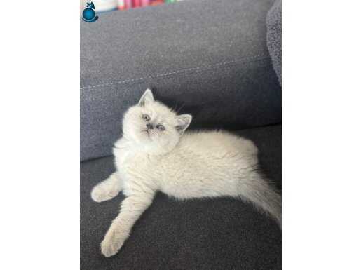 Secereli Babadan Safkan British Shorthair Yavrusu