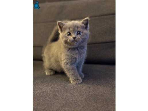 Gri british yavrularımız yeni yuvalarını arıyor