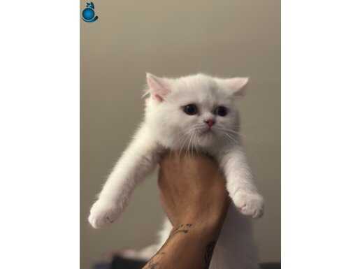 Bembeyaz British Yavrular