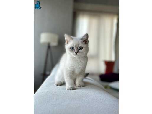 british shorthair yavrular 