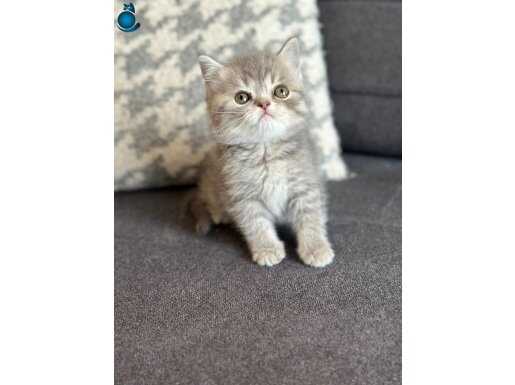 British shorthair top kafa özel renk yavrular