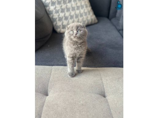 Gri scottish yavrular 