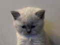 Ailenizin En Masum Üyesi: Mavi Gözlü British Shorthair Yavrusu