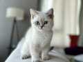 british shorthair yavrular 