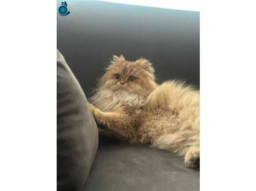 Dilüsyon Taşıyıcı Safkan British Longhair ny11