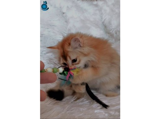 British Longhair erkek