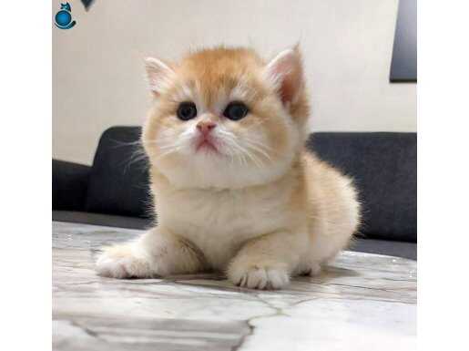 Golden British shorthair dişiler 