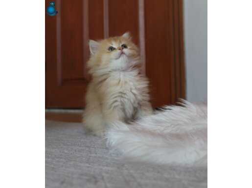 British longhair erkek 