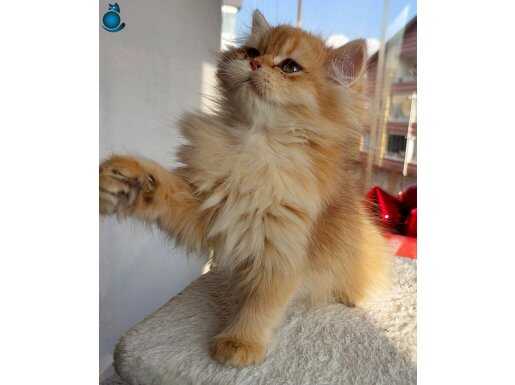 British Longhair Golden erkek 