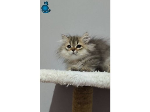 Uygun sağlıklı erkek