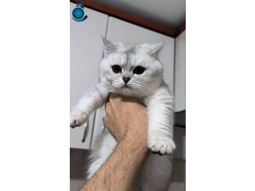 Uygun british shorthair 