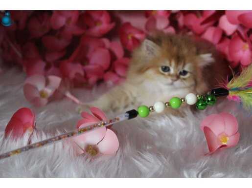British longhair BY12 dişi