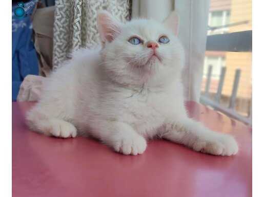 British shorthair pamuk çocuk 