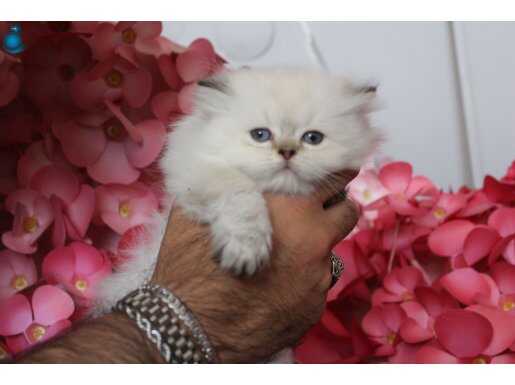 British longhair Golden Point dişi 
