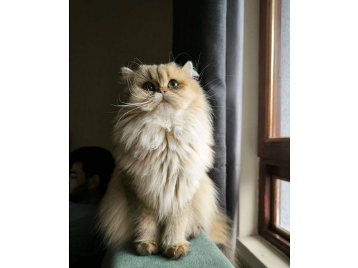 Dişi british longhair kısır 