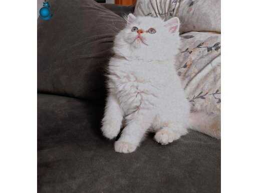 British longhair erkek