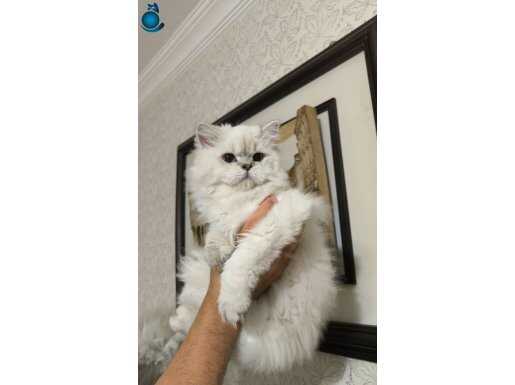 Erkek british longhair 6 aylık 