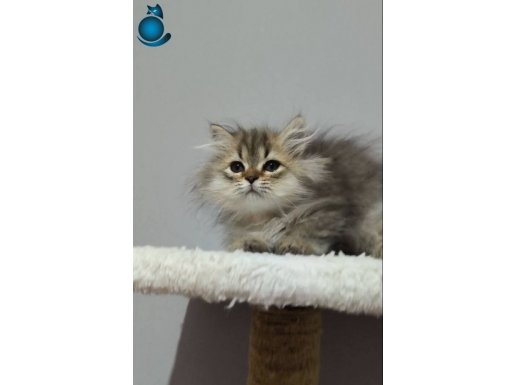 British longhair erkek ücretsiz 