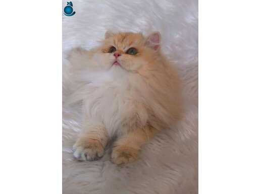 British longhair golden dişi 