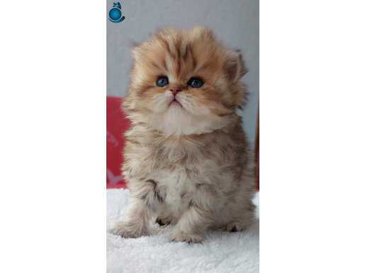 Longhair Erkek Bebek