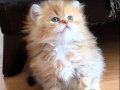 British Longhair Erkek 