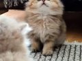 British Longhair Erkek 