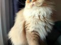 Irk Belgeli British Longhair Dişi 