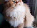 Irk Belgeli British Longhair Dişi 