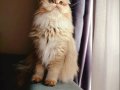 Irk Belgeli British Longhair Dişi 