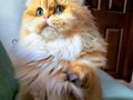 Irk Belgeli British Longhair Dişi 