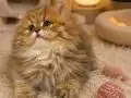 Orijinal ırk british longhair 
