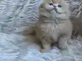 Orijinal British longhair 