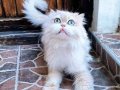 Sahiplendirme british longhAir kısır erkek