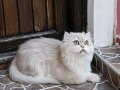 Sahiplendirme british longhAir kısır erkek