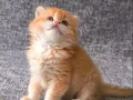 Golden british longhair erkek